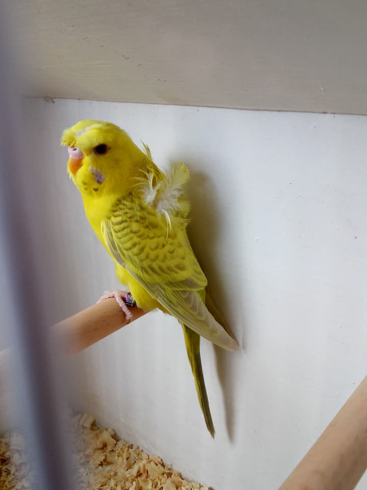 Frillback parakeets hot sale